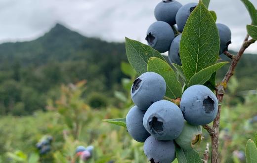Close-up view of blueberries ripening on the bush at U-pick berry farms for families around Seattle Eastside South Sound summer
