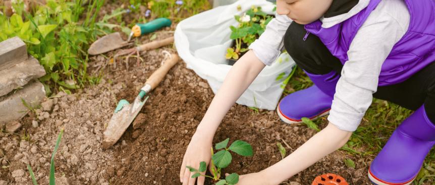 Boy in purple vest and boots in garden planting a seedling for Earth Day