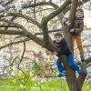 Two boys brothers or friends about age 7 or 8 climb a tree that's blooming cherry blossoms during spring break in Seattle best activities for kids and families