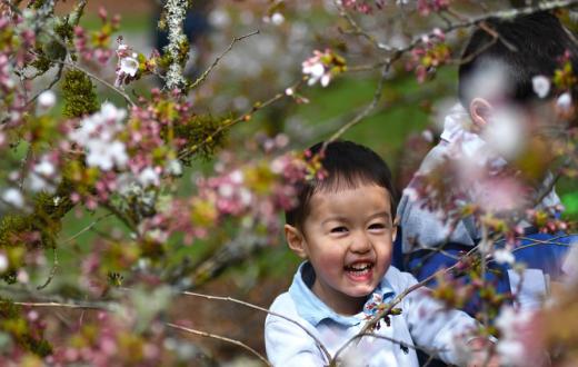 A cute Asian boy about 4 years old smiling his face is visible through branches of cherry trees with pretty pale pink blossoms on the branches, his brother is visible behind