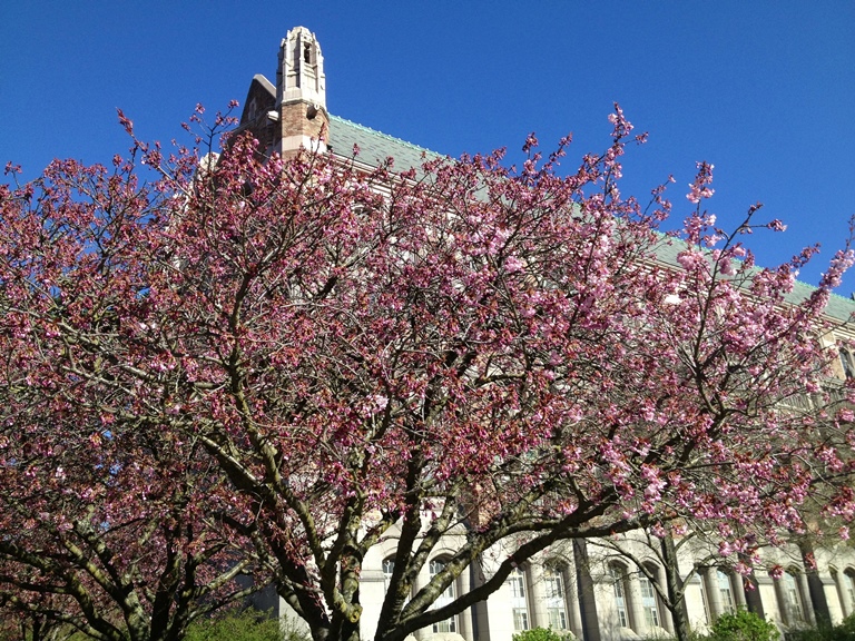 Cherry-blossoms-University-of-Washington-quad-kids-families-seattle