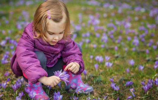 A young girl in a purple jacket crouches down in a grassy field with crocuses blooming and picks some of the flowers