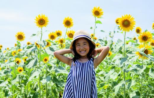 little girl in a striped blue dress posing in front of a garden of sunflowers