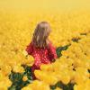 Young girl walking through a thick field of daffodils 