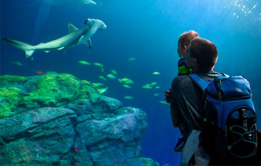 Point Defiance Zoo & Aquarium‘s new Pacific Seas Aquarium