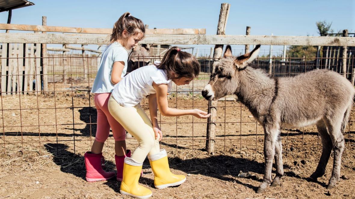 Two young girls visitng a farm feeding a mini donkey seattle area best farms and petting zoos for kids and families