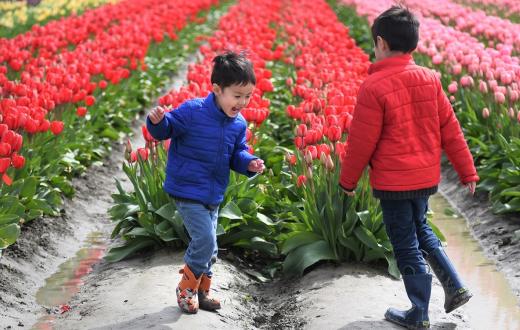Two boys in winter jackets and rain boots dance and laugh at the end of a row of tulips during the annual Skagit Valley Tulip Festival