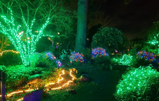 Wintertide holiday light show at Everett;s Evergreen Arboretum among free light shows families can see near Seattle