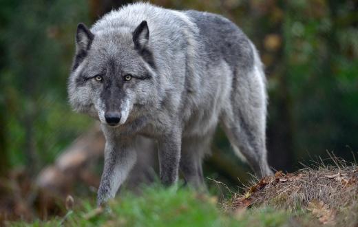 Wolf at Wolfhaven